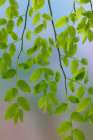 USA, Washington State, Seabeck. Huckleberry leaves in spring. Art Print